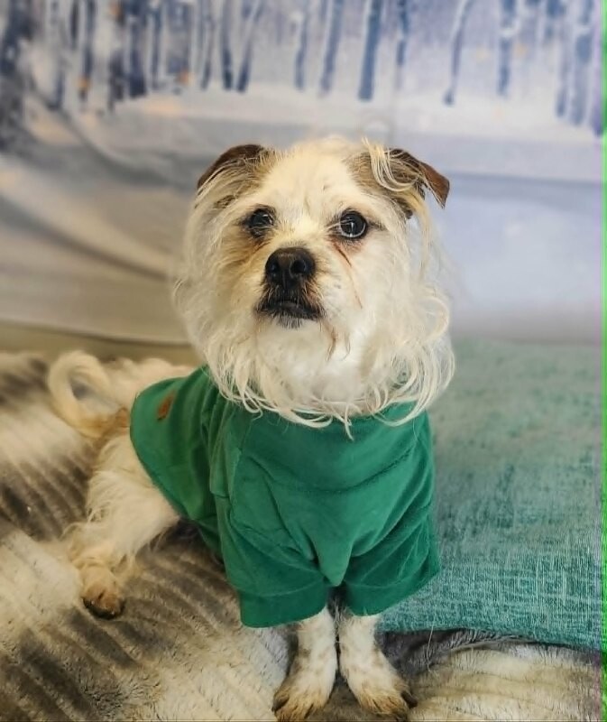 Picture of the Animal Listed